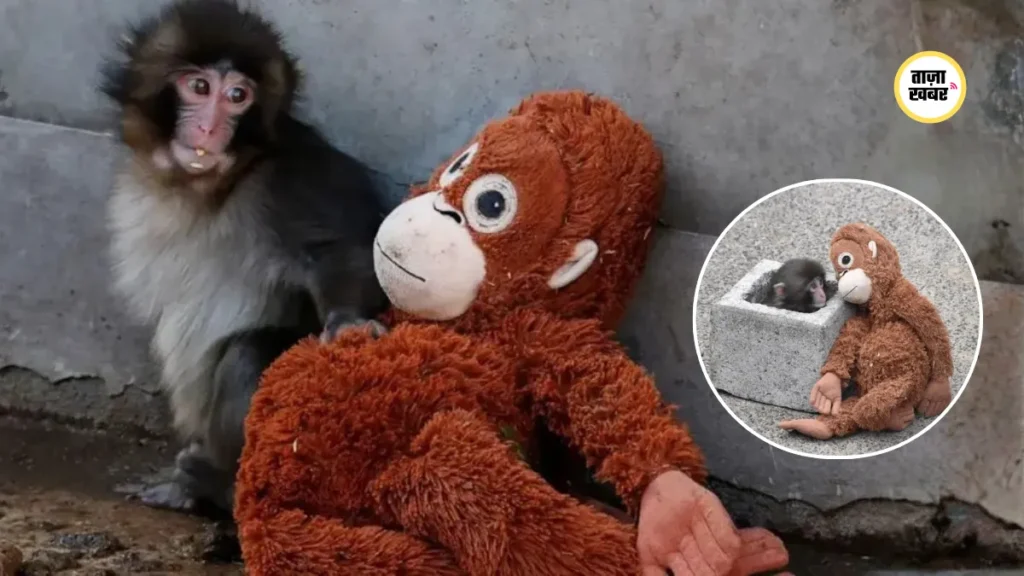 सोशल मीडिया पर वायरल Punch Monkey वीडियो से जुड़ा प्रतीकात्मक चित्र