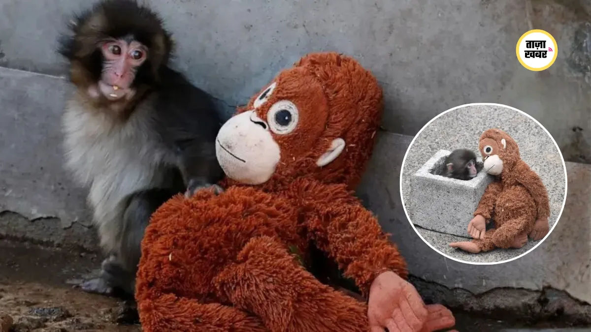 सोशल मीडिया पर वायरल ‘Punch Monkey’ वीडियो, बेबी मंकी को लेकर उठे सवाल