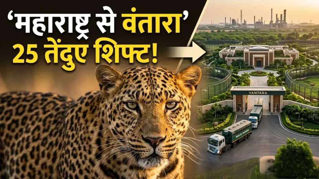 महाराष्ट्र के पुणे जिले से गुजरात के वंतारा रेस्क्यू सेंटर जामनगर में स्थानांतरित किए गए 25 तेंदुए