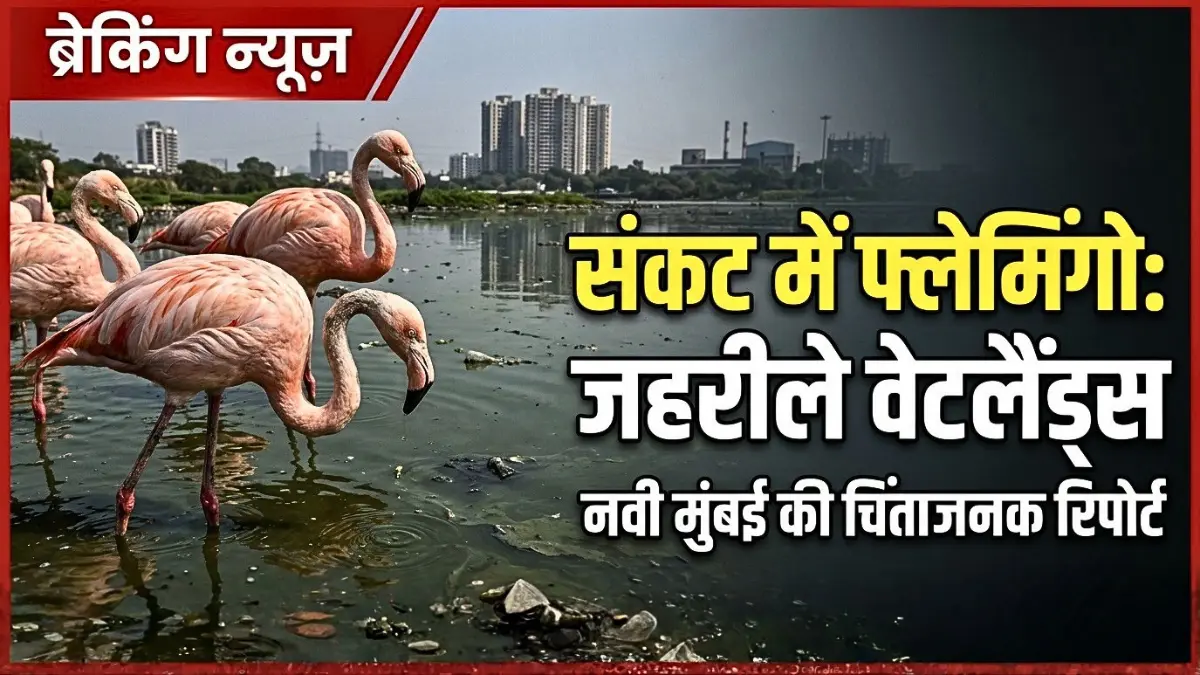 नवी मुंबई के नेरुल में प्रदूषित वेटलैंड्स के कारण फ्लेमिंगो संकट 2026